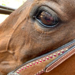 Meet your Posher, Hattie